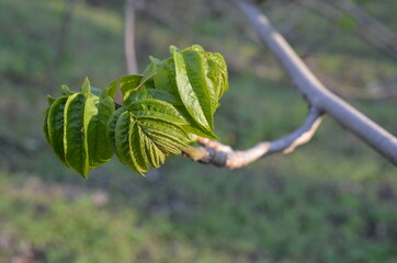 Skrzydłorzech kaukaski, młode liście wczesną wiosną, Pterocarya fraxinifolia © Ewa