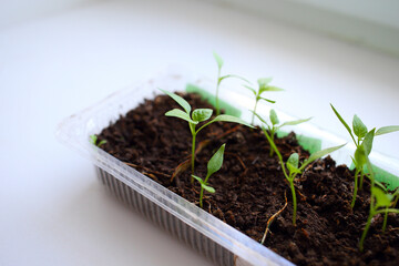 Growing pepper seedlings on windowsill by window in plastic transparent container at home in bright daylight of sun. Young beautiful plants with small green tender leaves and stems grow on black soil