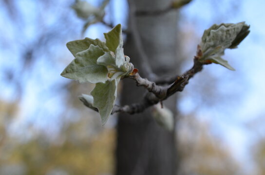Topola szara, młode listki na wiosnę, Populus canescens