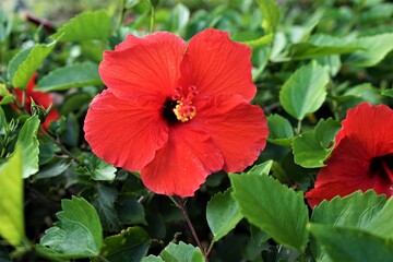 Red hibiscus flower on a green leaves blurred background - 赤 ハイビスカス 花 ハワイ