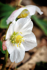 Hellebore 