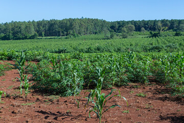 Fototapeta na wymiar maíz en tierra colorada biodiversidad