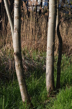 Topola biała, charakterystyczne  romboidalne przetchlinki na korze,  Populus alba