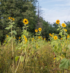 Young sunflowers grow in summer on the field. Yellow flowers and green leaves play in the sun. In the afternoon a blue cloudy sky before a thunderstorm.