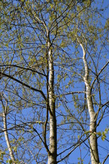 Topola biała, pokrój drzewa wczesną wiosną, Populus alba