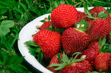 Ripe strawberries. The most delicious berries. Juicy berries. The harvested crop.