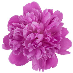 Pink blooming peony without a background. Isolate on a white background