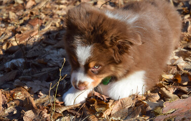 Obraz na płótnie Canvas Australian shepherd puppy on a walk