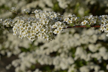 Tawuła biała, mnóstwo malutkich białych kwiatków, Spiraea alba © Ewa