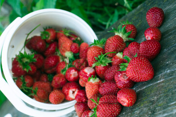 Ripe strawberries. The most delicious berries. Juicy berries. The harvested crop.