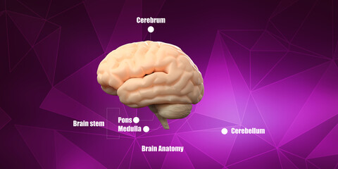 3d illustration Human health brain 
