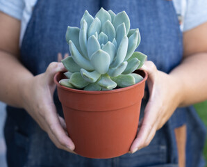 planter showing her plant