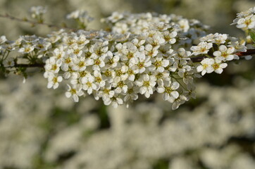 Tawuła biała, mnóstwo malutkich białych kwiatków, Spiraea alba © Ewa