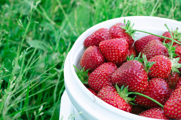 Ripe strawberries. The most delicious berries. Juicy berries. The harvested crop.