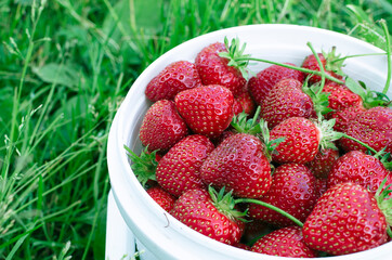 Ripe strawberries. The most delicious berries. Juicy berries. The harvested crop.