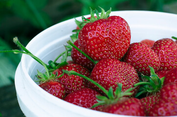 Ripe strawberries. The most delicious berries. Juicy berries. The harvested crop.