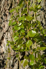 Delikatne młode listki topoli wyrastające przy pniu starego topolowego drzewa, Populus © Ewa