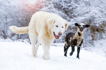 Colour lamb with white dog ( Slovak cuvac) on the snow. Winter landscape. Copy space for text or...
