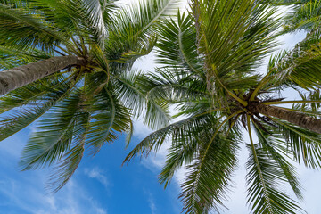 Coconut palm trees on blue sky and white clouds background as seen from below Summer and travel...