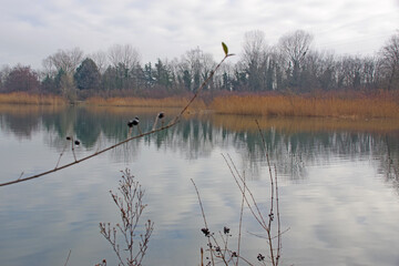 Balade hivernale au milieu des étangs