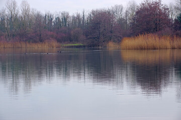 Balade hivernale au milieu des étangs