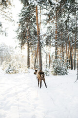 reindeer with antlers in winter in the forest at sunset