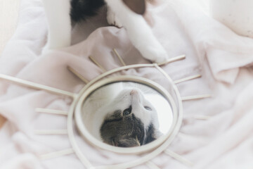 Beautiful kitty reflected in mirror on soft fabric. Cute pet at home. Mental health