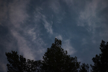 Fototapeta na wymiar stars among the clouds illuminated by the moonlit sky in the night sky in the pine forest