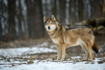 Close up wolf in winter forest background