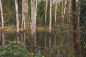 Fototapeta premium Una specie di padule ....