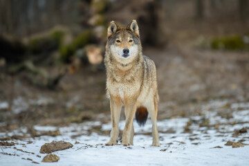 Close up wolf in winter forest background © byrdyak