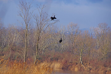 Balade hivernale au milieu des &eacute;tangs