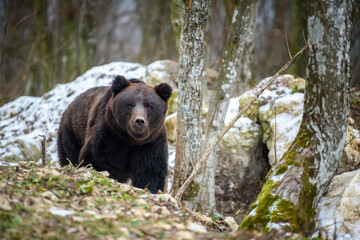 Wild adult Brown Bear (Ursus Arctos) in the winter forest