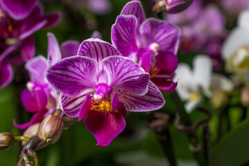 Orchideen in Wangen bei Zürich