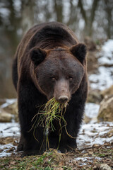 Wild adult Brown Bear (Ursus Arctos) eat grass in the winter forest