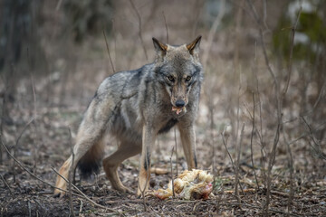 Close up wolf  eat chicken in forest background