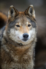 Naklejka na ściany i meble Close up portrait wolf in winter forest background
