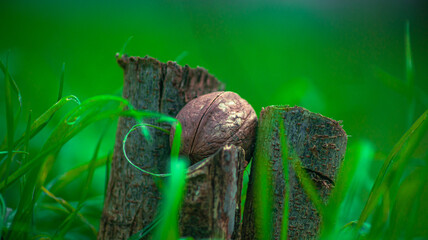 Walnut shell between 2 branches