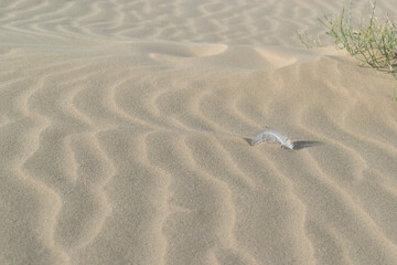 Sunny golden sand in a beautiful day