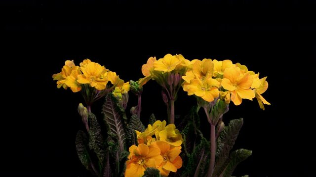 Yellow primrose flowers on a black background, time lapse, 4k
