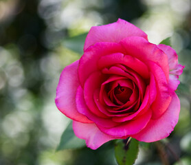 pink rose in front of a  dark background