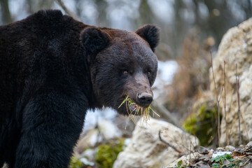 Wild adult Brown Bear (Ursus Arctos) eat grass in the winter forest