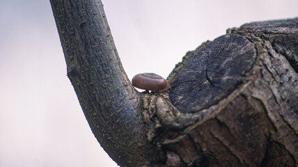 close up of a lizard