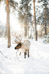reindeer with antlers in winter in the forest at sunset