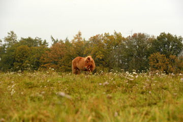 Islandpferde auf der herbstlichen Wiese