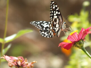 Naklejka na ściany i meble Close-up Of Butterfly Pollinating On Flower