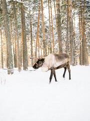 reindeer with antlers in winter in the forest at sunset