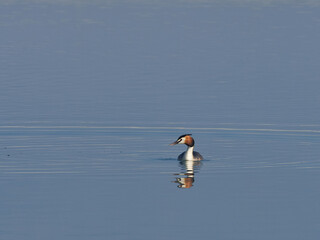 Great crested grebe, Podiceps cristatus, at Bellus reservoir, Spain