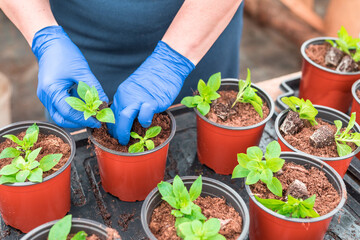 Woman gardener replanting petunia seedlings into plant pots