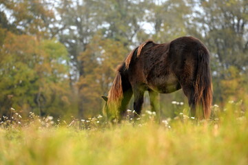 Islandpferde auf der herbstlichen Wiese © Grubärin